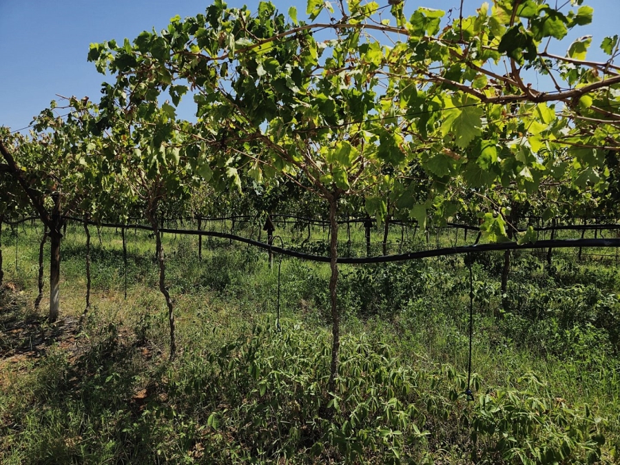 Commercial Property for Sale in Groblershoop Northern Cape